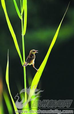 劈叉“神功”劉克政攝