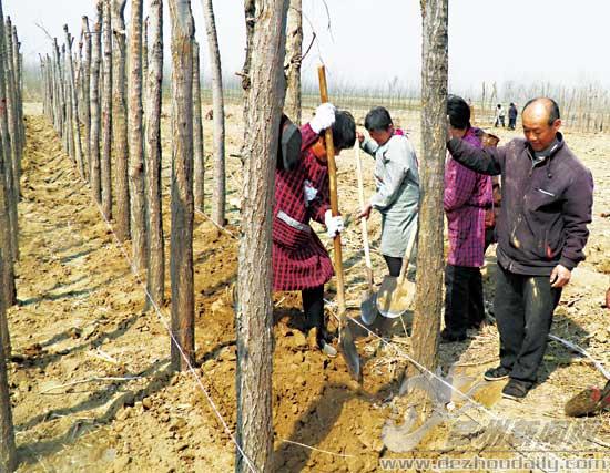 夏津雷集鎮建明育苗合作社種植金葉榆