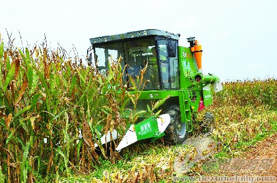 玉米籽粒直收機實施田間作業