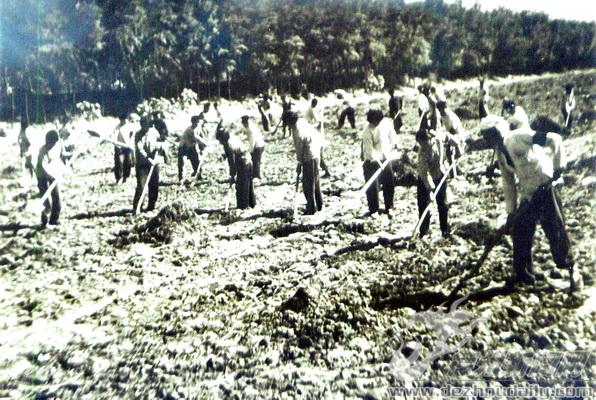 上世紀70年代初，武城縣果里大隊農業大生產現場